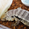 The Value of Reptiles as Pets: Unveiling a Fascinating World