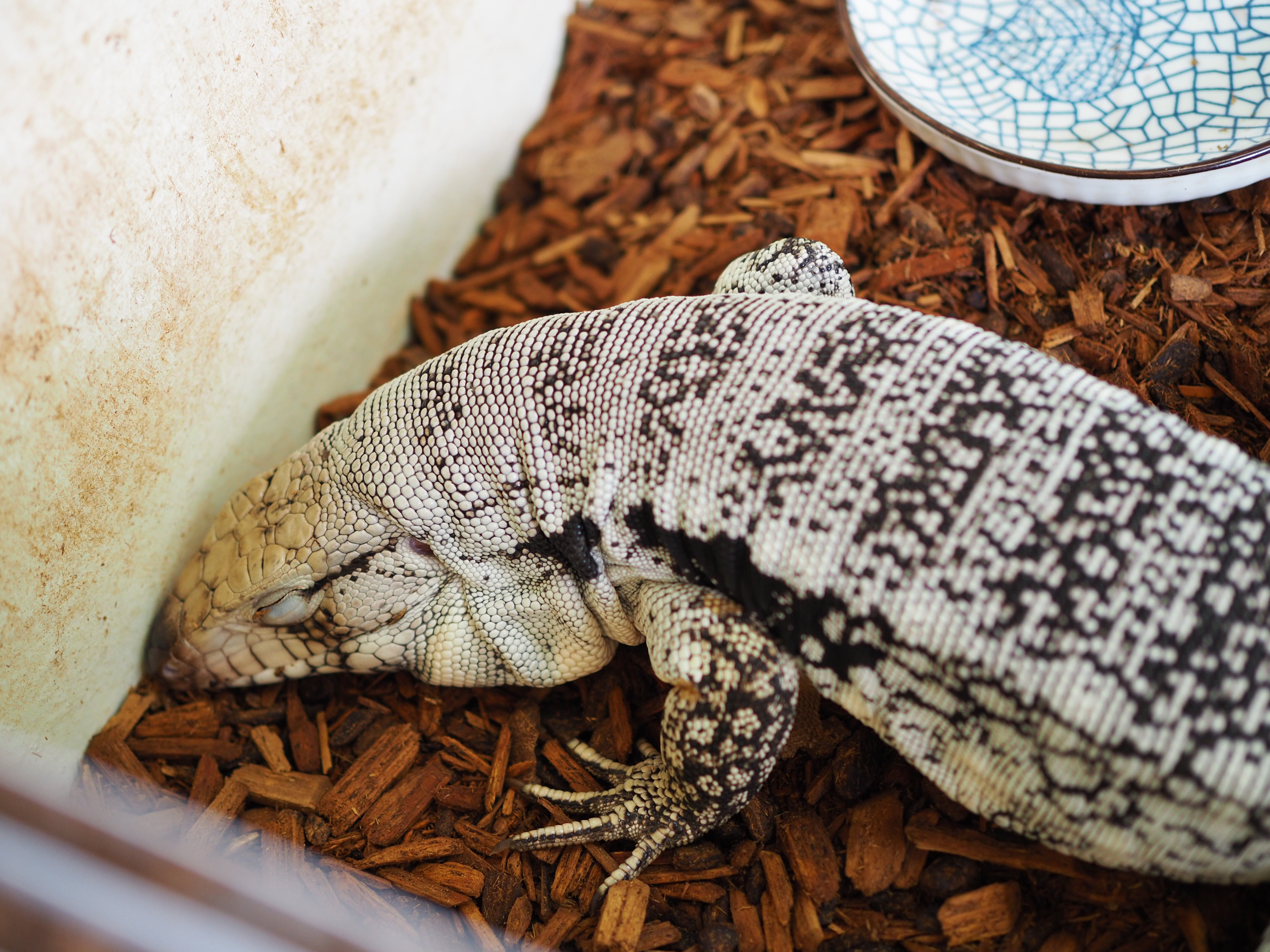 The Value of Reptiles as Pets: Unveiling a Fascinating World