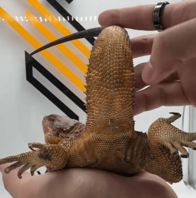 Ever wondered how to tell if your bearded dragon is a boy or girl? We’ll show you!