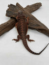 Red Monster Het Hypo Het Trans (Female)