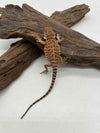 100% Red Monster Leatherback Het Hypo Het Trans (Paradox Line)
