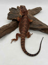 Red Monster Het Hypo Het Trans (Male)