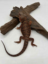 100% Red Monster Het Hypo Het Trans (Female)