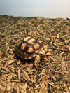 Sulcata Tortoise