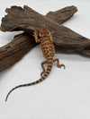 100% Red Monster Het Hypo Het Trans (Paradox Line)