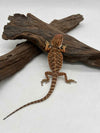100% Red Monster Leatherback Het Hypo Het Trans (Paradox Line)