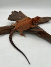 Red Monster Leatherback Genetic Stripe Chroma Het Hypo Het Trans (Male)