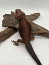 Red Monster Het Hypo Het Trans (Male)